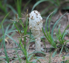 Podaxis