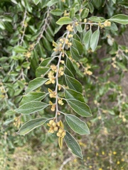 Petalostigma pubescens