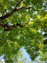 Libidibia monosperma