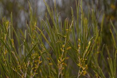 Acacia acuminata