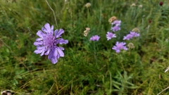 Scabiosa comosa