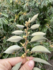 Petalostigma pubescens