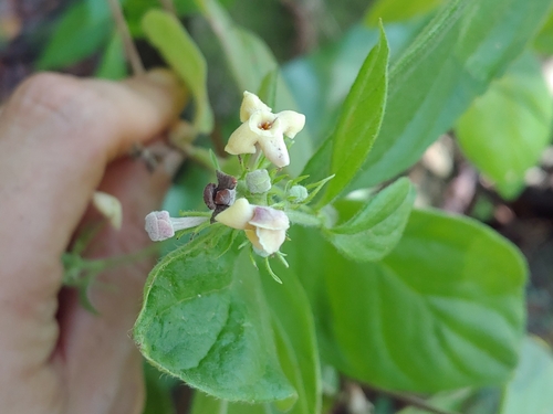Rondeletia pilosa