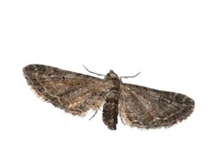Eupithecia vulgata