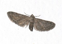 Eupithecia vulgata