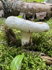 Lactifluus deceptivus