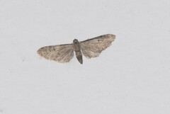 Eupithecia vulgata
