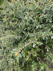 Petalostigma pubescens