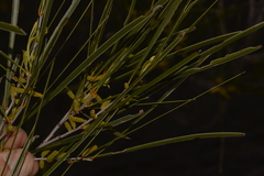 Acacia acuminata