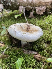 Lactifluus deceptivus