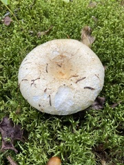 Lactifluus deceptivus