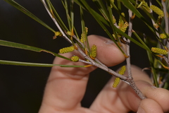 Acacia acuminata