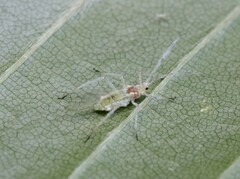 Euceraphis