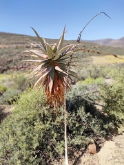 Aloe comosa