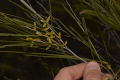 Acacia acuminata