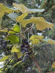 Vitis riparia