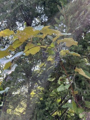 Vitis riparia