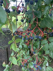 Parthenocissus quinquefolia