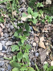 Spermacoce latifolia