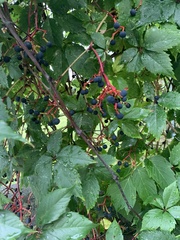 Parthenocissus quinquefolia