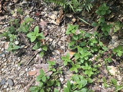 Spermacoce latifolia