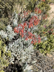 Cotyledon orbiculata orbiculata