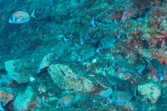 Diplodus sargus