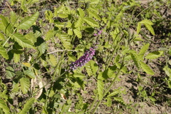 Cullen australasicum