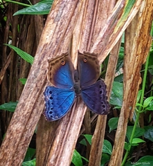 Protogoniomorpha temora temora