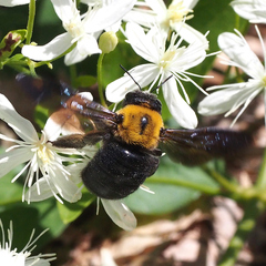 Xylocopa appendiculata circumvolans