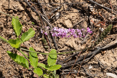 Cullen australasicum