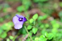 Torenia concolor