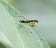 Odontomantis