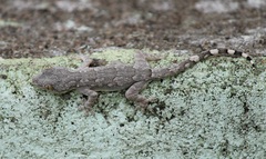 Hemidactylus leschenaultii