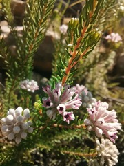 Phylica lachneaeoides