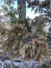 Abies lasiocarpa