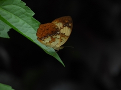 Cupha erymanthis