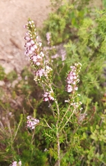 Erica manipuliflora