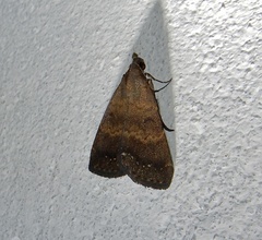 Hydrillodes lentalis