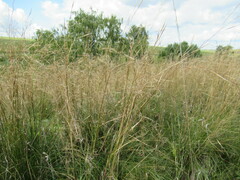 Stipa krylovii