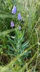 Adenophora stenanthina