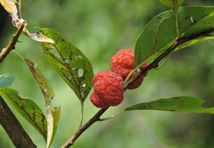 Maclura tricuspidata