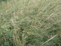 Stipa krylovii
