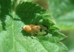 Minettia inusta