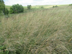 Stipa krylovii