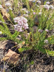 Phylica lachneaeoides