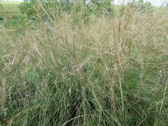 Stipa krylovii