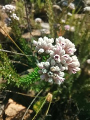 Phylica lachneaeoides