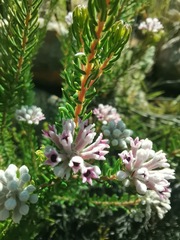 Phylica lachneaeoides