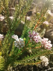 Phylica lachneaeoides